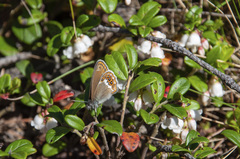 Coenonympha hero