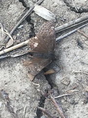 Erynnis persius borealis