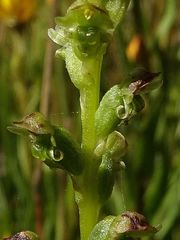 Microtis oblonga