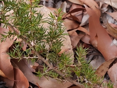 Leptospermum juniperinum