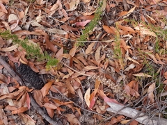 Leptospermum juniperinum