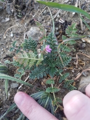 Erodium cicutarium