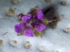 Erodium cicutarium