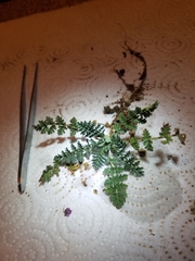 Erodium cicutarium