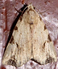 Oglasa costimacula