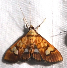 Nosophora semitritalis