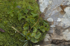 Micranthes nelsoniana aestivalis