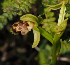 Ophrys umbilicata