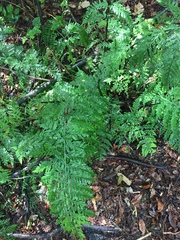 Asplenium × lucrosum
