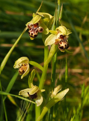 Ophrys umbilicata