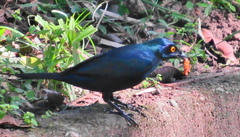 Notopholia corusca