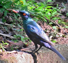 Notopholia corusca