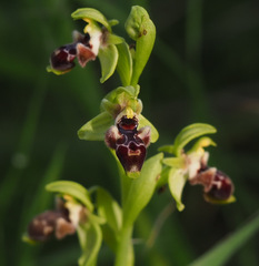 Ophrys umbilicata