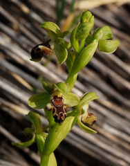 Ophrys umbilicata