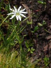 Stellaria angustifolia