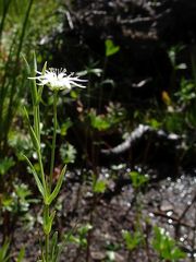 Stellaria angustifolia