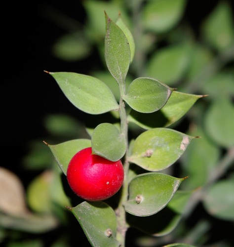 Ruscus image