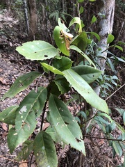 Helicia rengetiensis