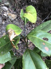 Helicia rengetiensis