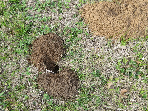 Baird's Pocket Gopher