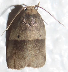 Eugoa bipuncta