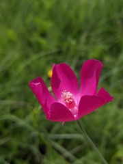 Callirhoe digitata