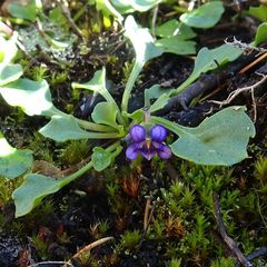 Viola fuscoviolacea
