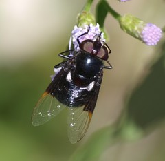 Copestylum violaceum