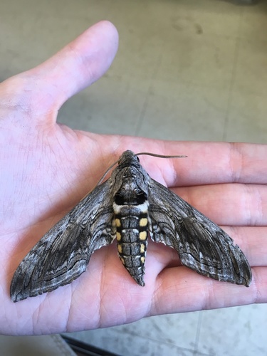 Tomato hornworm