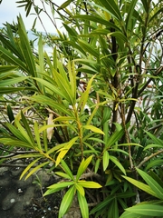 Nerium oleander