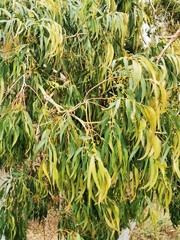 Eucalyptus globulus