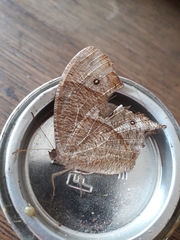 Melanitis leda