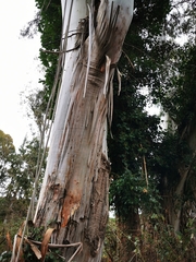 Eucalyptus globulus