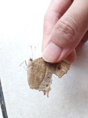 Melanitis leda
