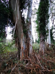 Eucalyptus globulus