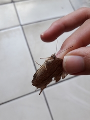Melanitis leda