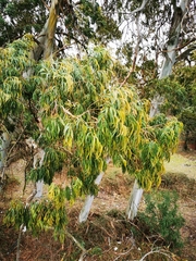 Eucalyptus globulus
