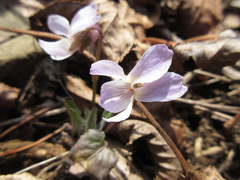 Viola collina