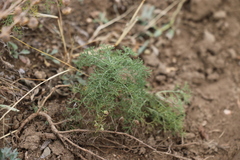 Artemisia adamsii