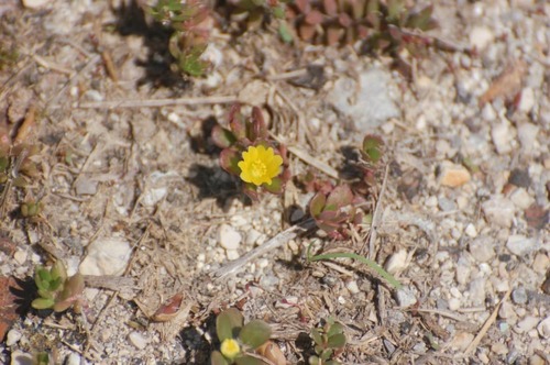 Cayo Salinas