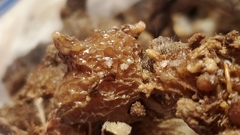 Pyuridae