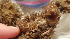 Pyuridae