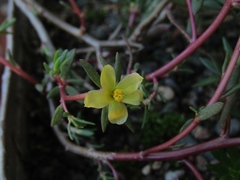 Portulaca rubricaulis
