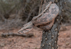Boa sigma