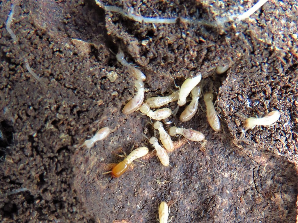 Eastern Subterranean Termite