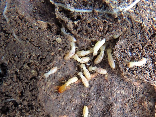 Eastern Subterranean Termite