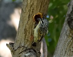 Pogoniulus chrysoconus