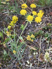 Bupleurum americanum