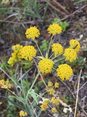 Bupleurum americanum