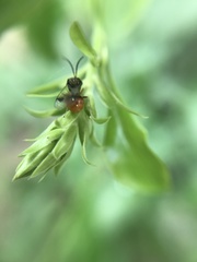 Eucharitidae